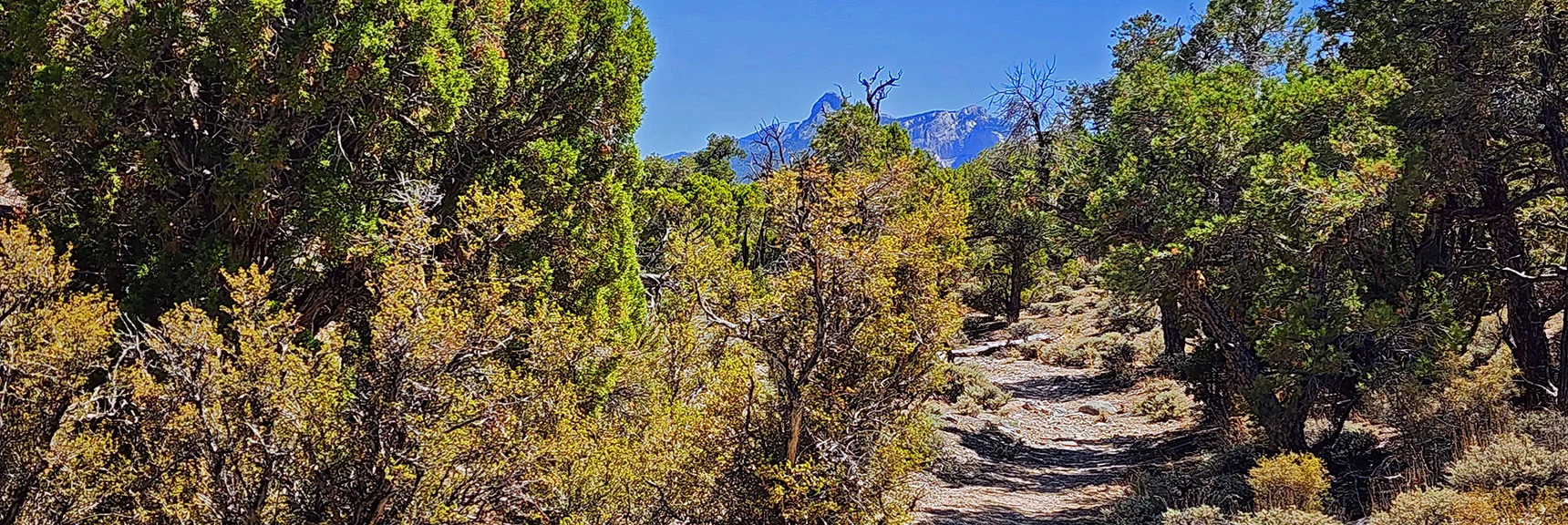 Round the North Edge. Now You're Heading Back on the Loop's East Side | Pinyon Pine Loop Trail | Lee Canyon | Mt. Charleston Wilderness | Spring Mountains, Nevada