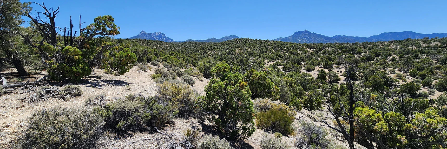 Northern Spring Mts. Appear Again to the SW. Mummy's Head (left) Marks Trailhead Direction | Pinyon Pine Loop Trail | Lee Canyon | Mt. Charleston Wilderness | Spring Mountains, Nevada
