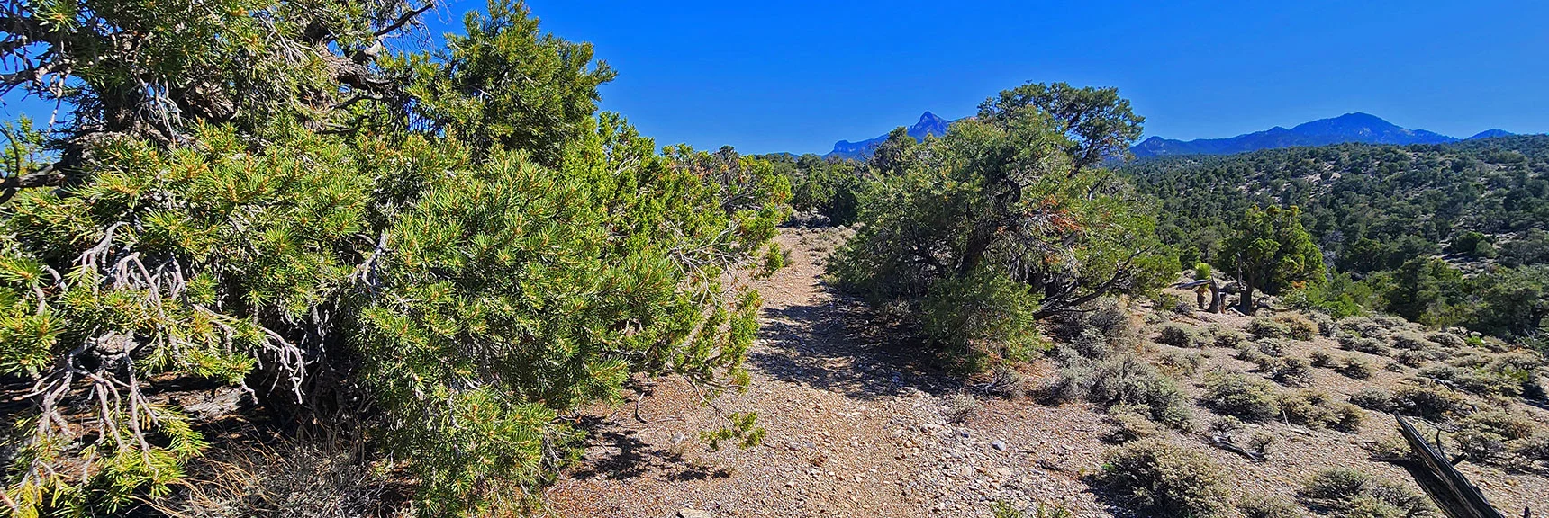 Just Beyond That Split it Begins to Look Like a Real Trail. | Pinyon Pine Loop Trail | Lee Canyon | Mt. Charleston Wilderness | Spring Mountains, Nevada