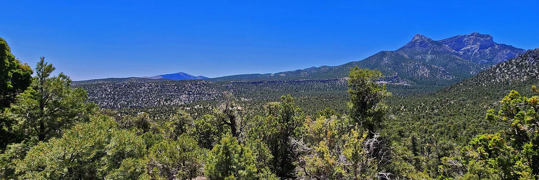 Ascend Along a Ridgeline to a Spectacular View of Mummy's Head and Angel Peak. | Pinyon Pine Loop Trail | Lee Canyon | Mt. Charleston Wilderness | Spring Mountains, Nevada