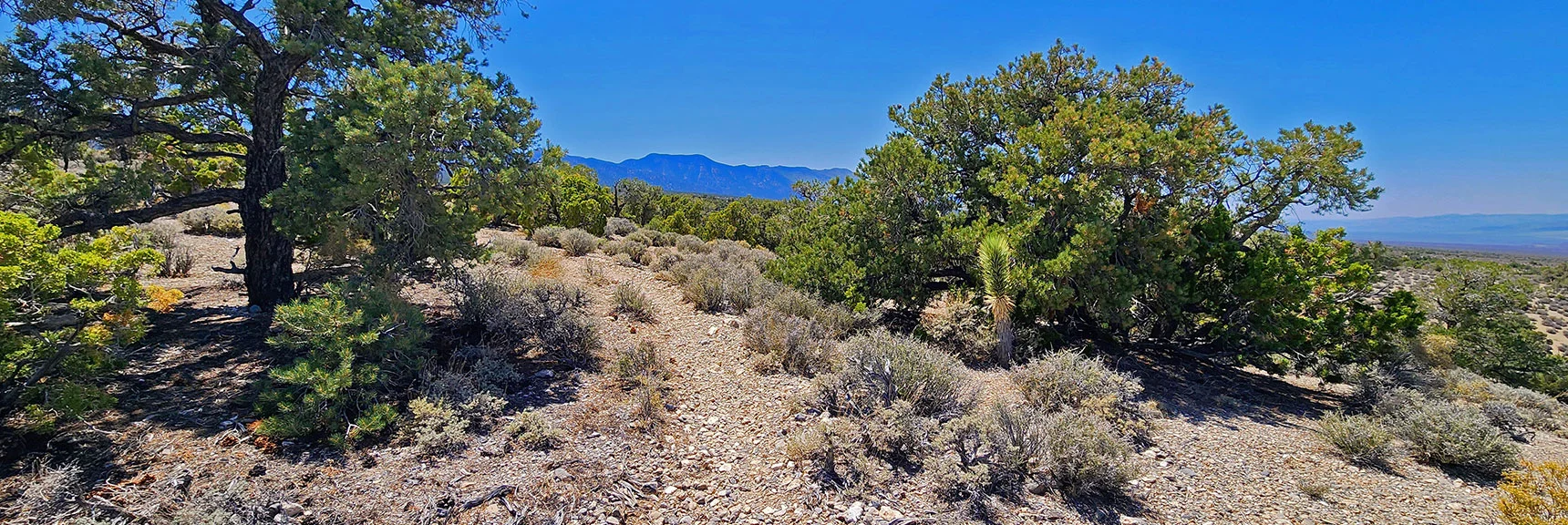 By Now You've Descended Toward the Joshua Tree and Cactus Zone | Pinyon Pine Loop Trail | Lee Canyon | Mt. Charleston Wilderness | Spring Mountains, Nevada