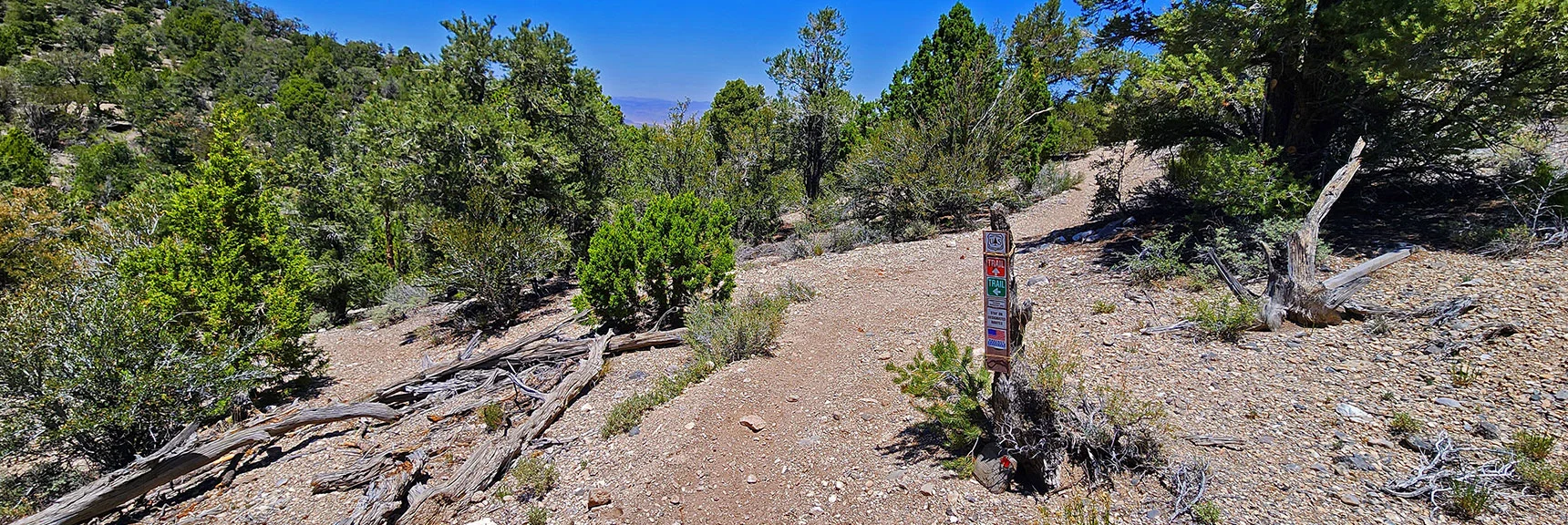 1/2 Mile Later Mud Springs Loop 2nd Entrance Splits to Left. Follow Red Arrow Straight Ahead. | Pinyon Pine Loop Trail | Lee Canyon | Mt. Charleston Wilderness | Spring Mountains, Nevada