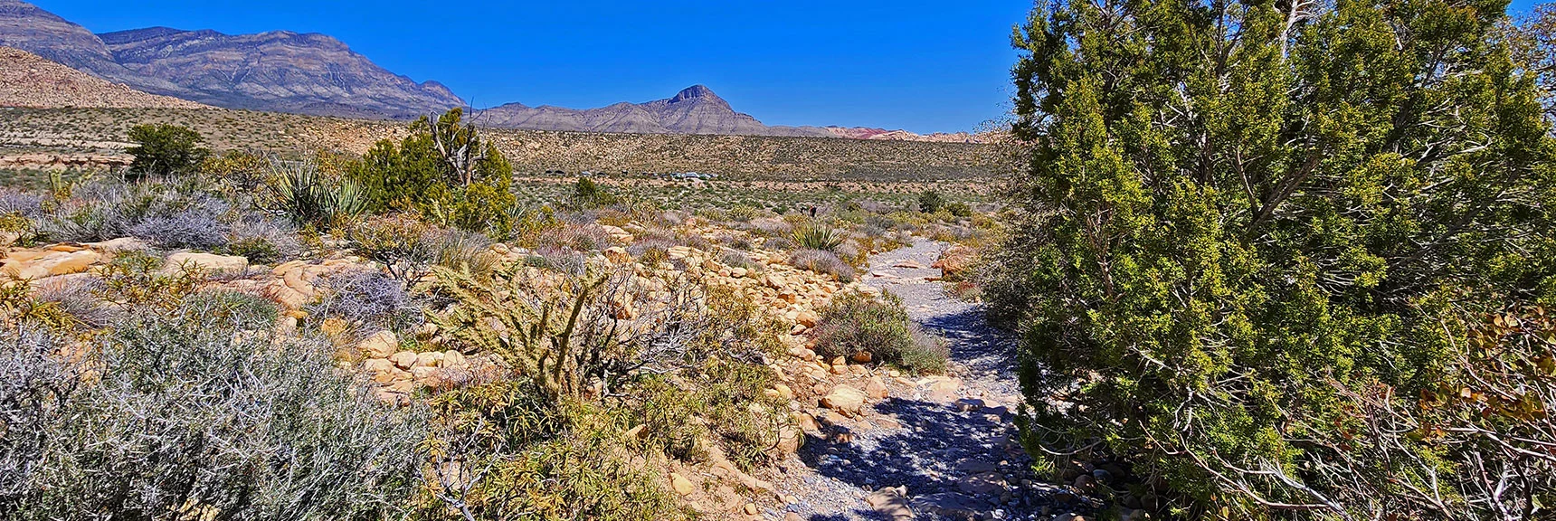 View Down Ice Box Canyon. Turtlehead Peak in Background. | Dales Trail | Red Rock Canyon National Conservation Area, Nevada | David Smith | LasVegasAreaTrails.com