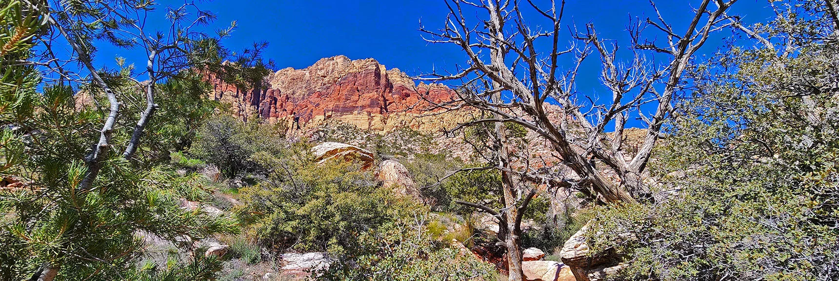 Yet Another Canyon Crossing. Brush Thicker Here. | Dales Trail | Red Rock Canyon National Conservation Area, Nevada | David Smith | LasVegasAreaTrails.com