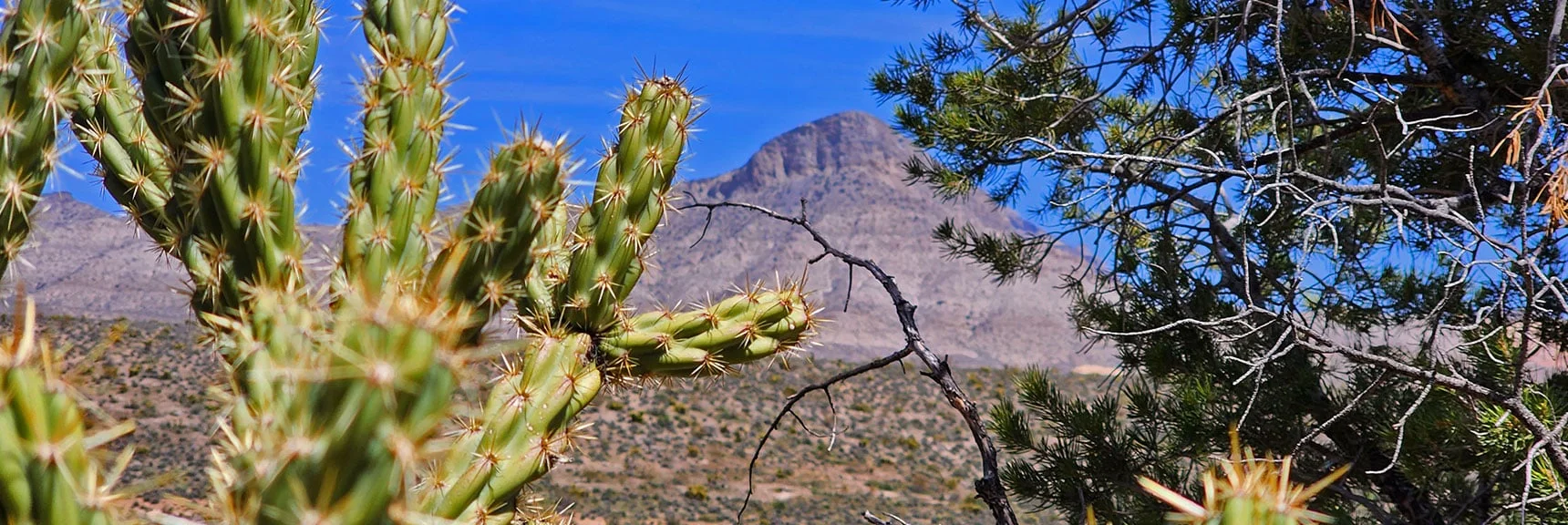 One of Many Shaded Oasis Green Rest Spots on Dales Trail | Dales Trail | Red Rock Canyon National Conservation Area, Nevada | David Smith | LasVegasAreaTrails.com