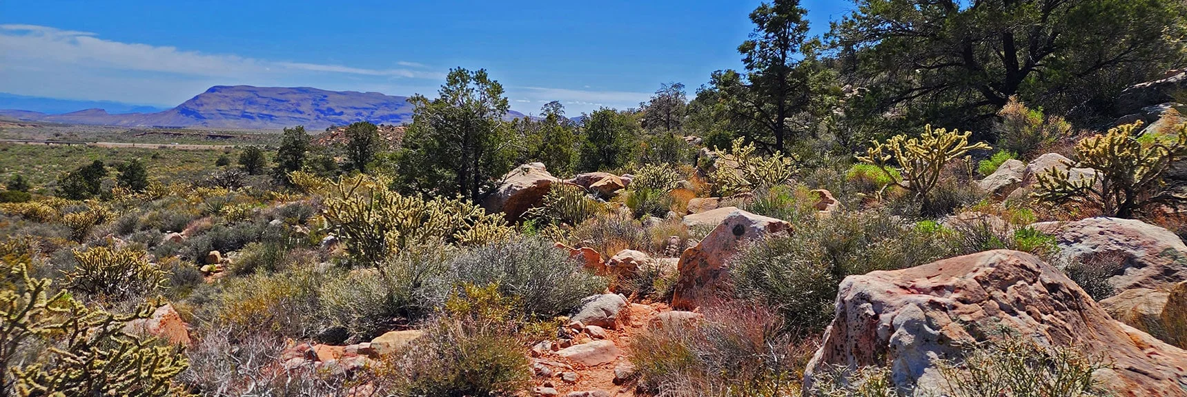 View Back Toward Blue Diamond Hill. Vegetation Near and in Canyon Thickens. | Dales Trail | Red Rock Canyon National Conservation Area, Nevada | David Smith | LasVegasAreaTrails.com