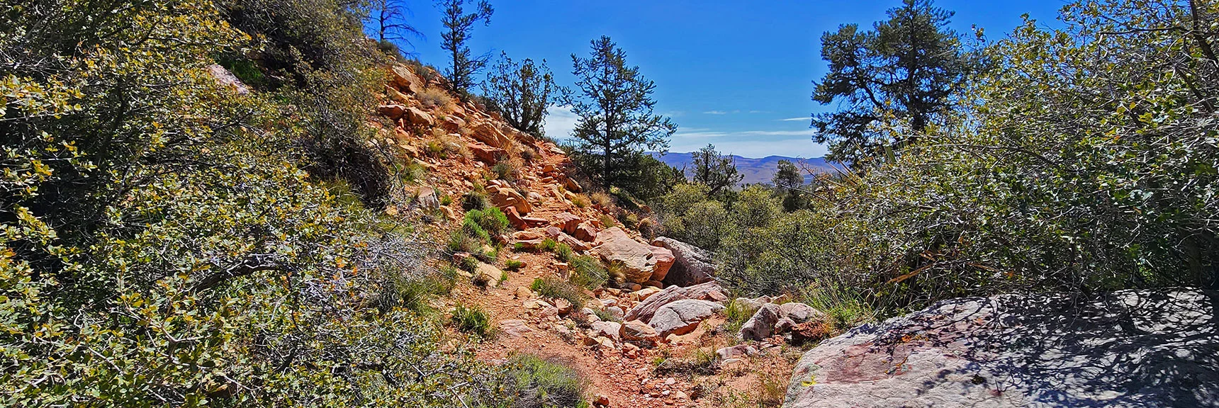 Trail Rises to North Side of Canyon, Then Continues. | Dales Trail | Red Rock Canyon National Conservation Area, Nevada | David Smith | LasVegasAreaTrails.com
