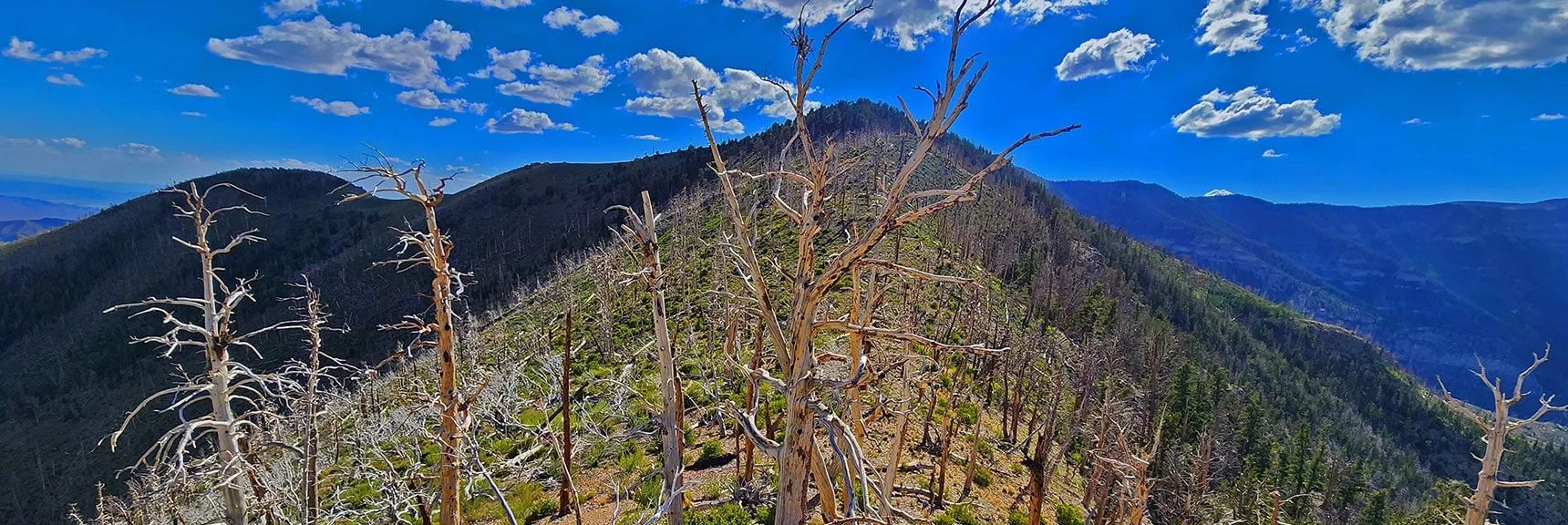 View Toward Escarpment Trail Across Kyle Canyon Road | Eagles Nest Loop | Mt Charleston Wilderness | Spring Mountains, Nevada