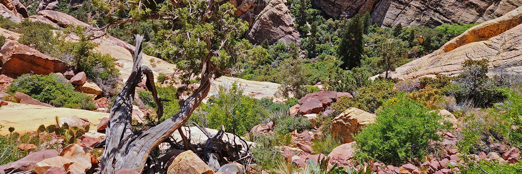 Rugged, Beautiful Terrain Along Brownstone Wall Base | Juniper Peak Summit | Rainbow Mountain Wilderness, Nevada | David Smith, LasVegasAreaTrails.com