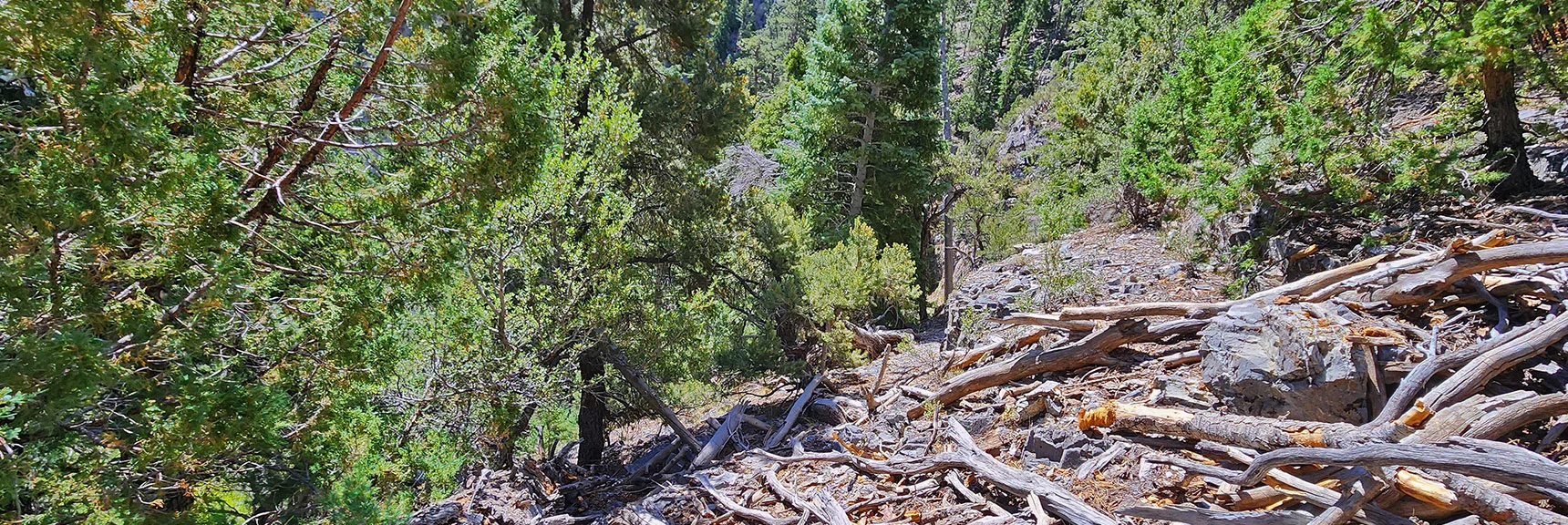 Angle of Incline Sharply Increasing. Slow Progress, Spectacular Views, But Would Not Recommend. | Fletcher Canyon / Fletcher Peak / Cockscomb Ridge Circuit | Mt. Charleston Wilderness | Spring Mountains, Nevada