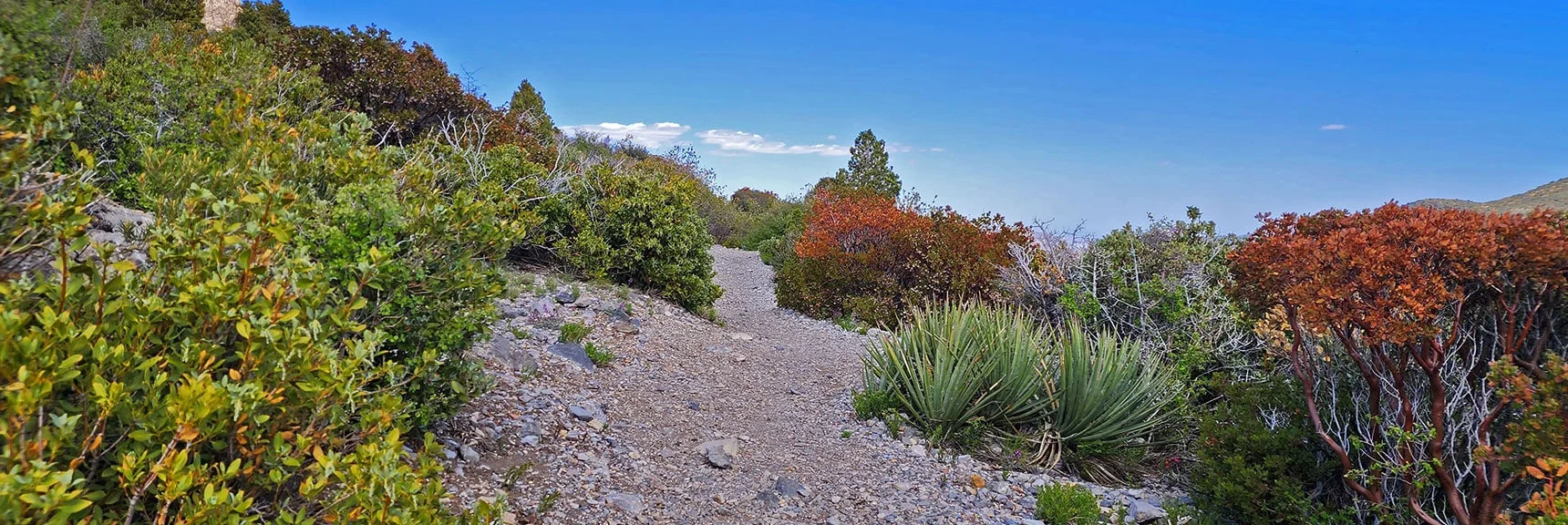 Advancing East Along Upper Loop | Eagles Nest Loop | Mt Charleston Wilderness | Spring Mountains, Nevada