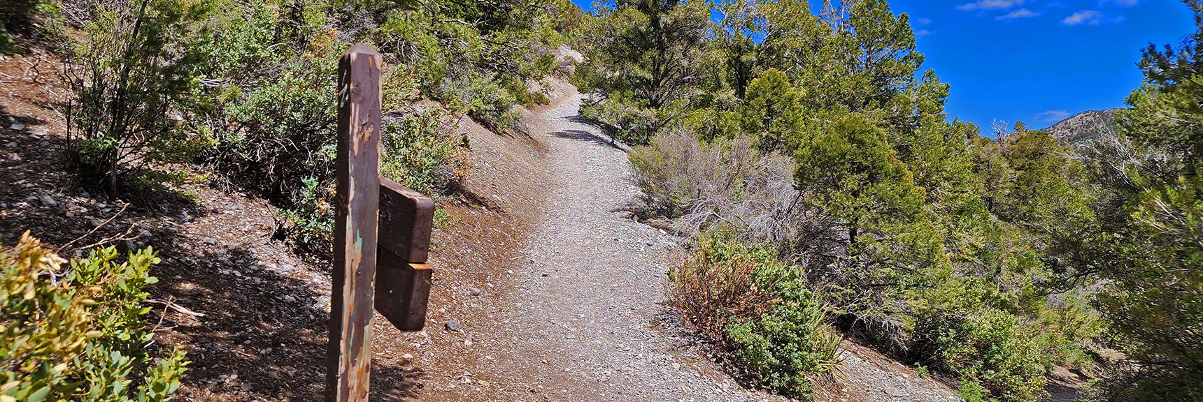 Taking the Loop Clockwise Gets Most of The Elevation Gain Out of the Way | Eagles Nest Loop | Mt Charleston Wilderness | Spring Mountains, Nevada