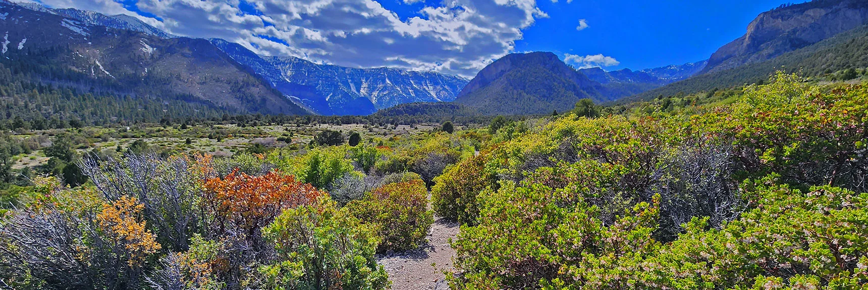 View Up Kyle Canyon from Lower Eagles Nest Loop | Eagles Nest Loop | Mt Charleston Wilderness | Spring Mountains, Nevada