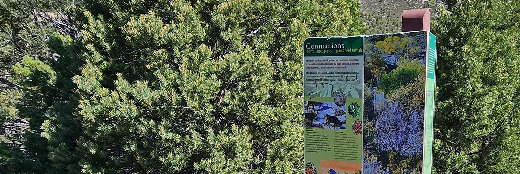 Connections Between the Plant and Animal Kingdoms, Supporting One Another | Acastus Trail | Mt Charleston Wilderness | Spring Mountains, Nevada