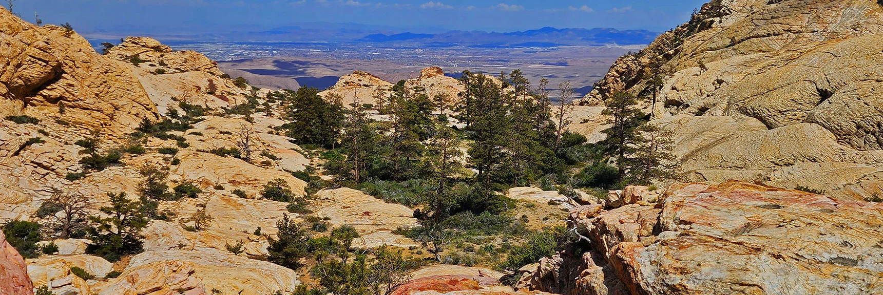 Little Zion Ponderosa Pine Grove, Grass Meadow, Las Vegas Valley Background | Little Zion | Rainbow Mountain Wilderness, Nevada