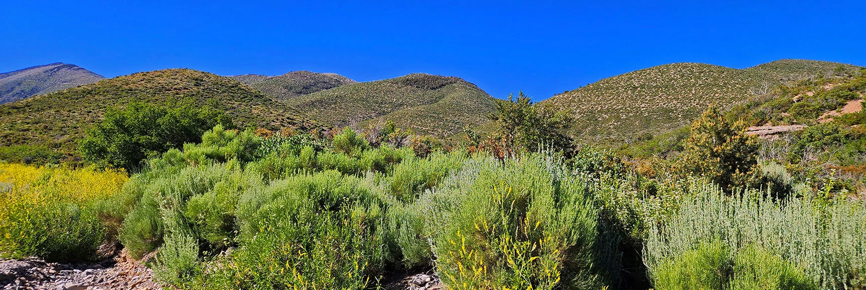 Arrival in Lovell Canyon, Nourished by Uncommonly High Amounts of Water This Year. | Wilson Ridge Lovell Canyon Loop | Lovell Canyon, Nevada