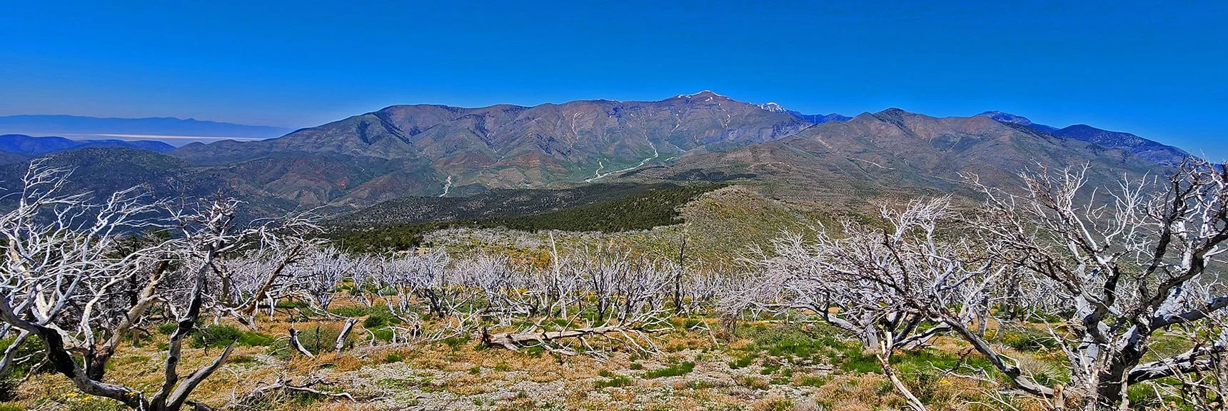 Wilson Ridge with Stark Division Between Lush Forest (left) and Arid Burn Area (right) | Wilson Ridge Lovell Canyon Loop | Lovell Canyon, Nevada