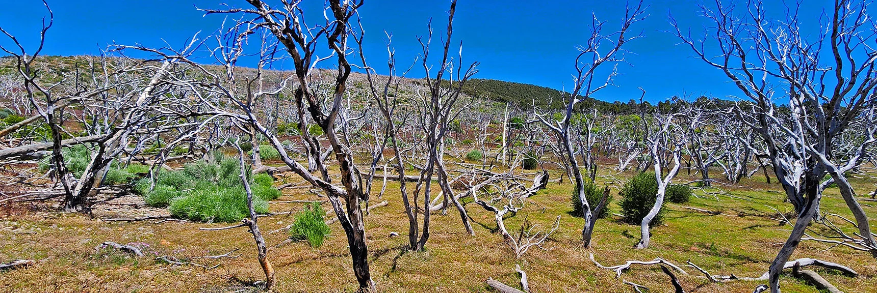 High Mountain Meadow on Wilson Ridge Below South High Point | Wilson Ridge Lovell Canyon Loop | Lovell Canyon, Nevada