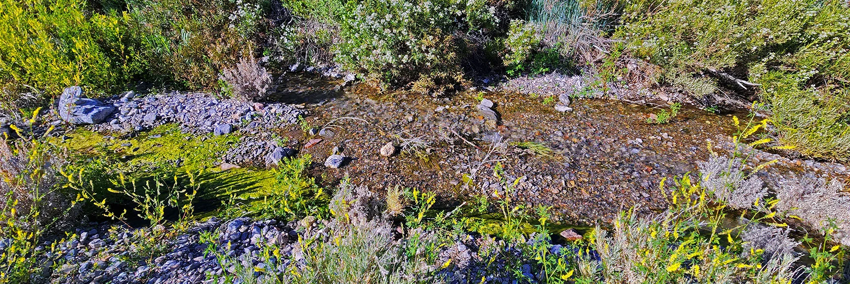 Rarely Seen Stream Flowing Through the Canyon Last Week in June. | Wilson Ridge Lovell Canyon Loop | Lovell Canyon, Nevada