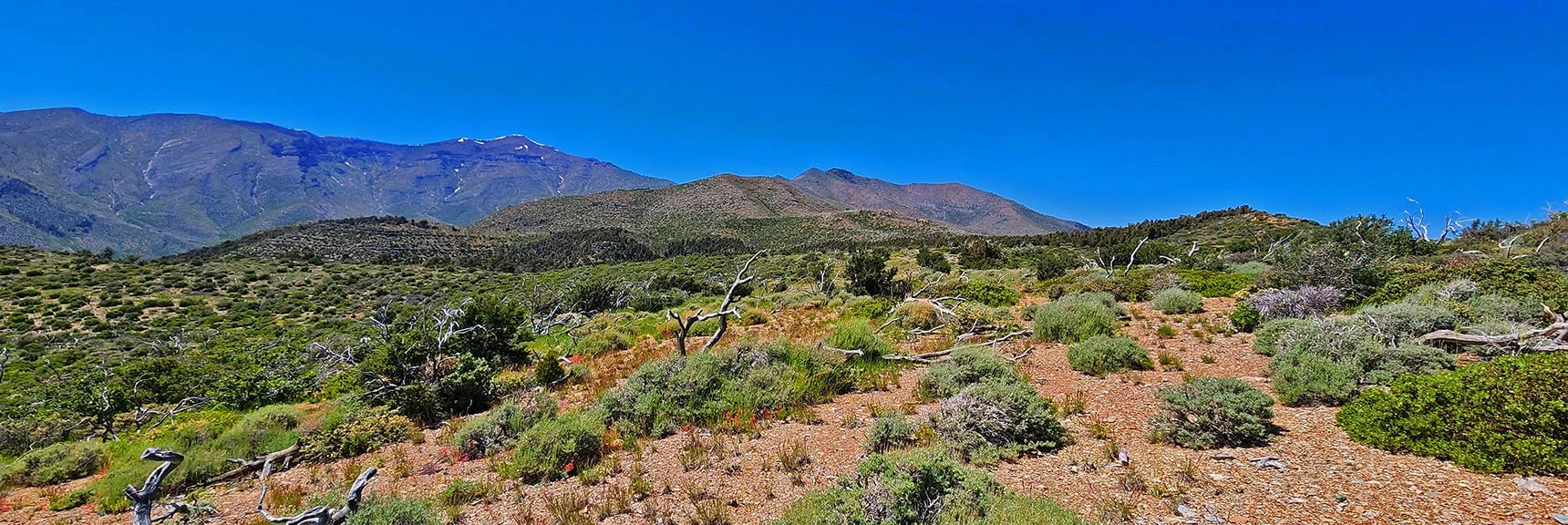 Emerging Beyond Forests, Descent Ridges Ahead | Wilson Ridge Lovell Canyon Loop | Lovell Canyon, Nevada