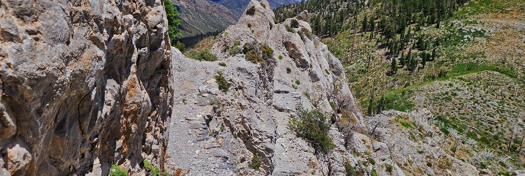 View from the Cliff Bypass Stretch Back Down to the Saddle. | Fletcher Canyon Trailhead to Harris Mountain Summit to Griffith Peak Summit Circuit Adventure | Mt. Charleston Wilderness, Nevada