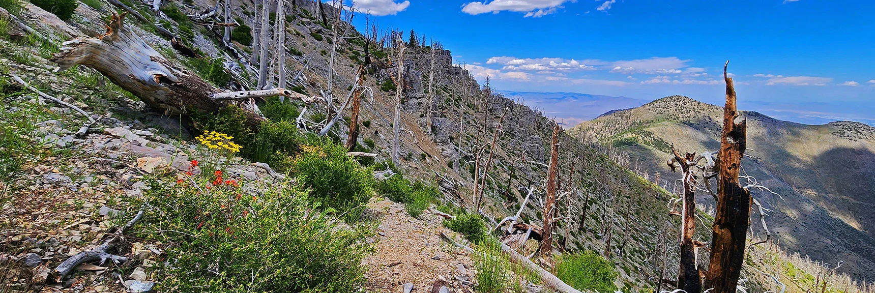 Mountain Burns Are Sad, But Have Their Own Unique Beauty. | Fletcher Canyon Trailhead to Harris Mountain Summit to Griffith Peak Summit Circuit Adventure | Mt. Charleston Wilderness, Nevada