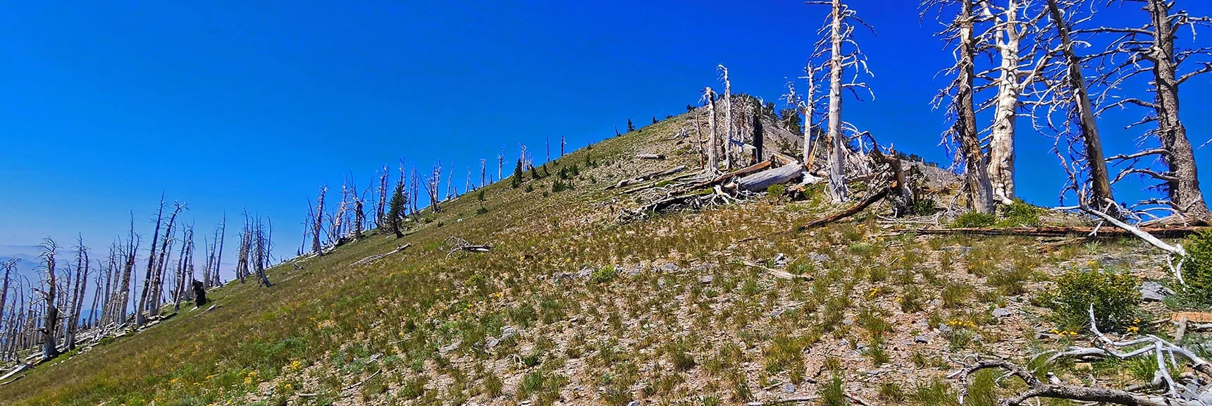 Final Huge Hill Just Below Griffith Peak Summit | Wilson Ridge / Sexton Ridge Circuit | Lovell Canyon, Nevada