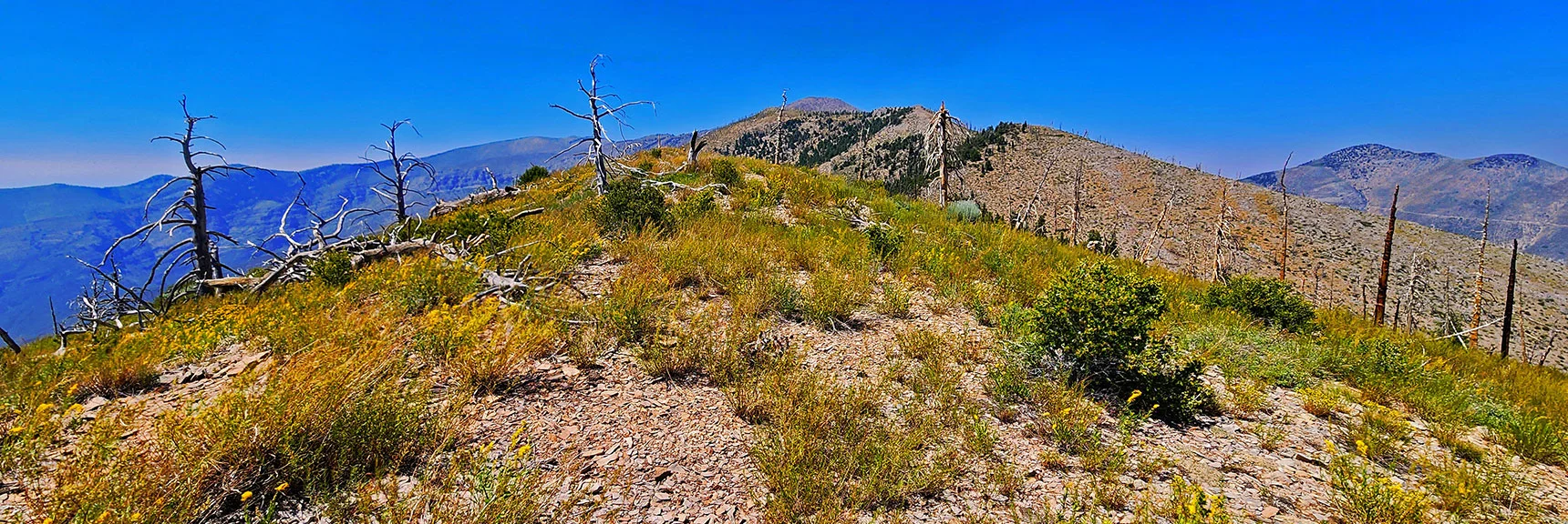 View Back Up to Griffith Peak from Mid Sexton Ridge. | Wilson Ridge / Sexton Ridge Circuit | Lovell Canyon, Nevada