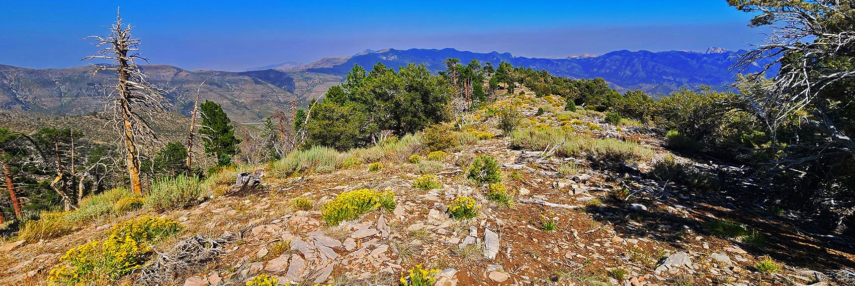 Alpine Forest Reappears on Lower Sexton Ridge. | Wilson Ridge / Sexton Ridge Circuit | Lovell Canyon, Nevada