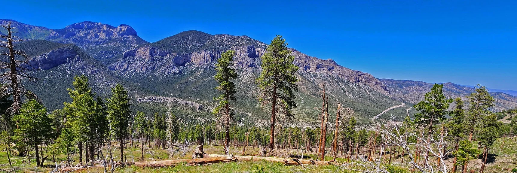 Approaching Forest at the Base of Fletcher View Ridge | Fletcher View Ridge | Mt Charleston Wilderness, Nevada