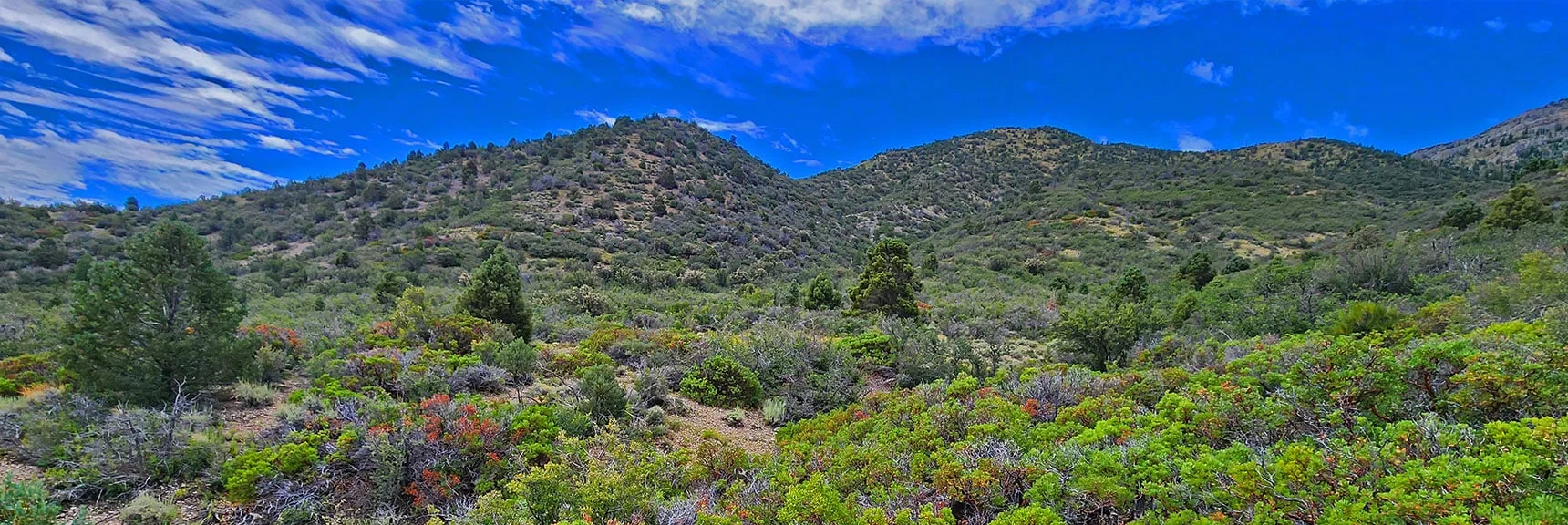 Access Point to Long Eastern Approach Ridge at East End of Escarpment Trail | Harris Mountain Triangle | Mt Charleston Wilderness, Nevada