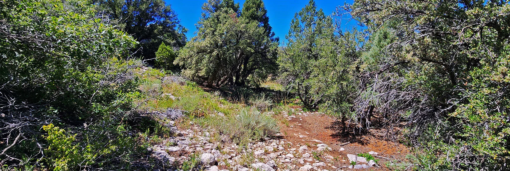 Secluded High Mountain Meadow on Upper East Side of Ridgeline. | Wilson Ridge Lower Loop | Lovell Canyon, Nevada