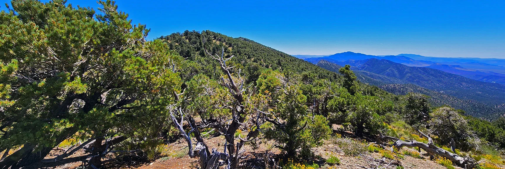 Now in Forest on Wilson Ridge South of Southern High Point. | Wilson Ridge Lower Loop | Lovell Canyon, Nevada