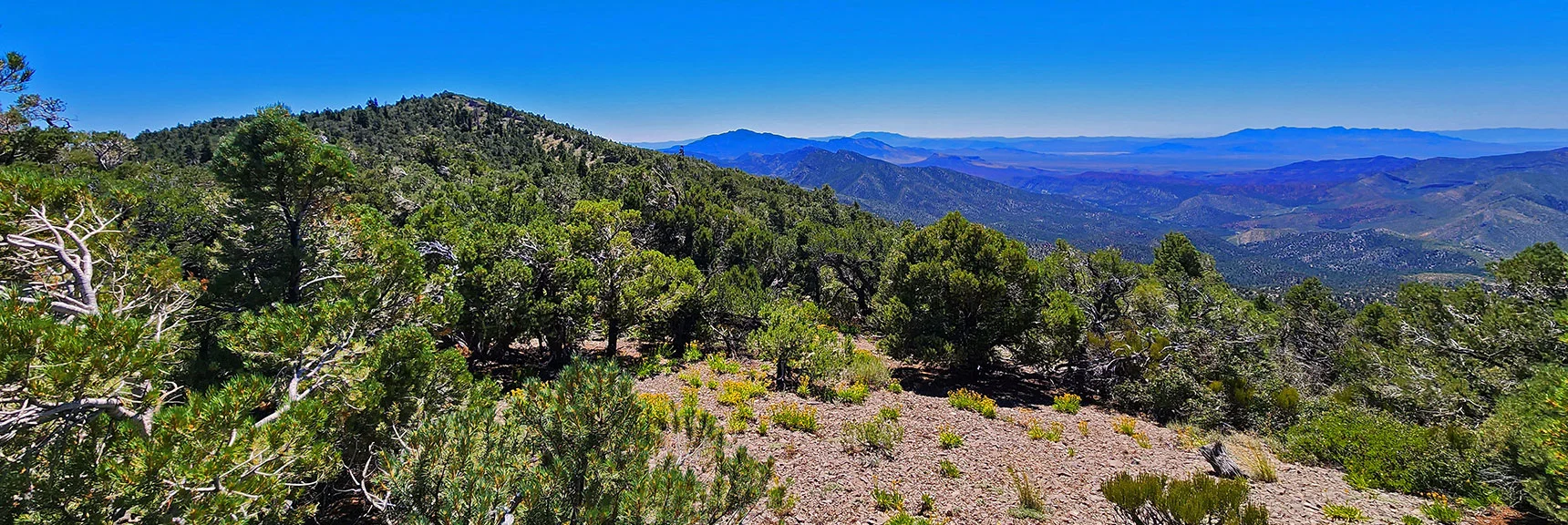 Forest on West Side. Scattered Open Limestone Plateaus Add to Scenic Beauty | Wilson Ridge Lower Loop | Lovell Canyon, Nevada