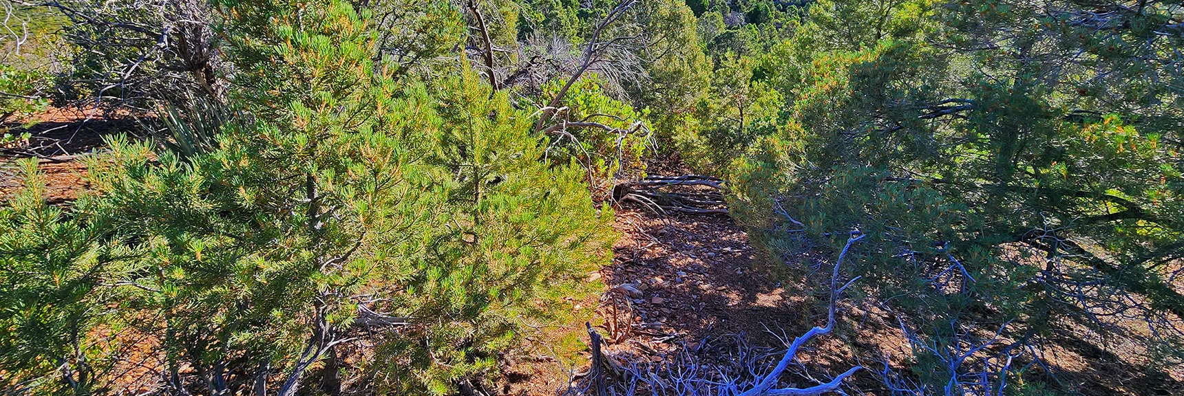 There Are Openings Through the Forest and Brush on Approach Ridge | Wilson Ridge Lower Loop | Lovell Canyon, Nevada