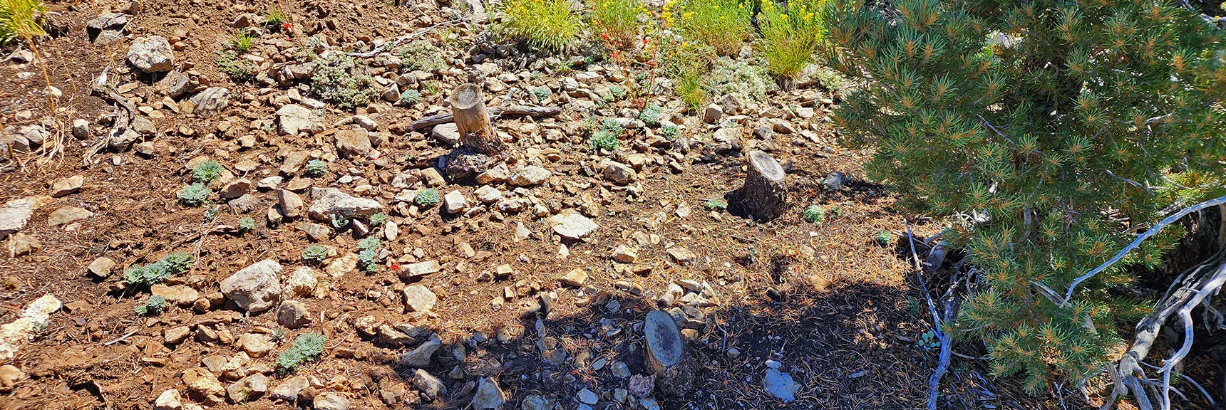 Evidence of a Fire Break? Possibly from 2013 Carpenter Fire. | Wilson Ridge Lower Loop | Lovell Canyon, Nevada