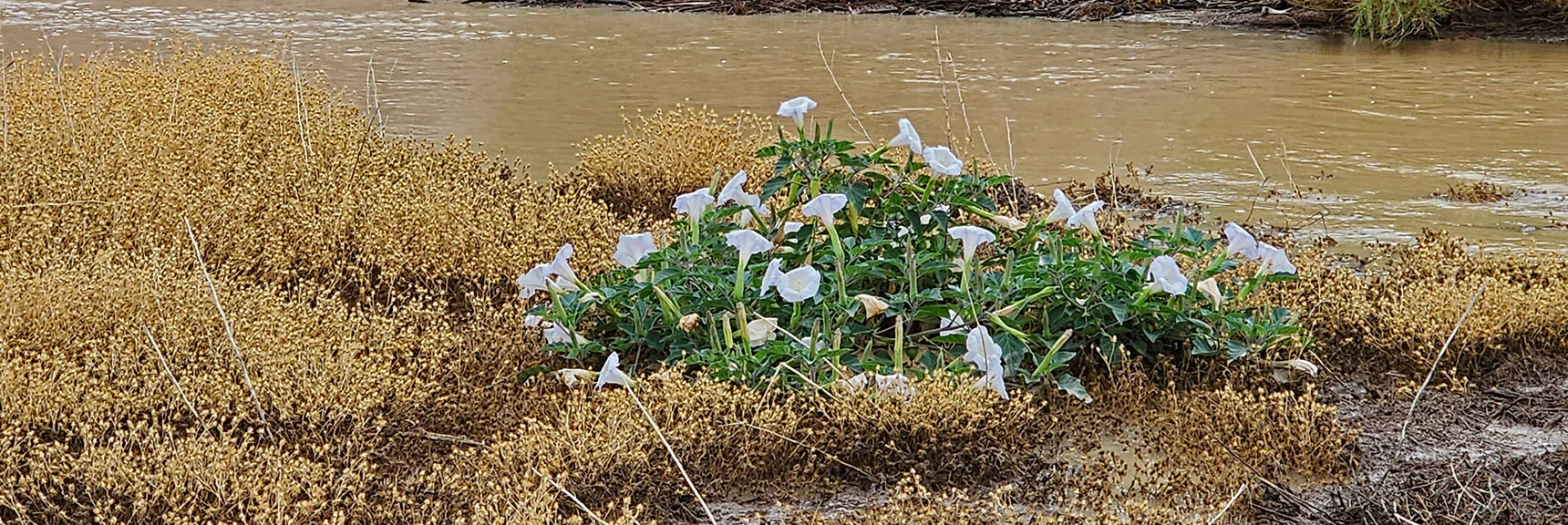 Beauty Endures in the Midst of Chaos | Flash Flood in Northwest Las Vegas, Nevada