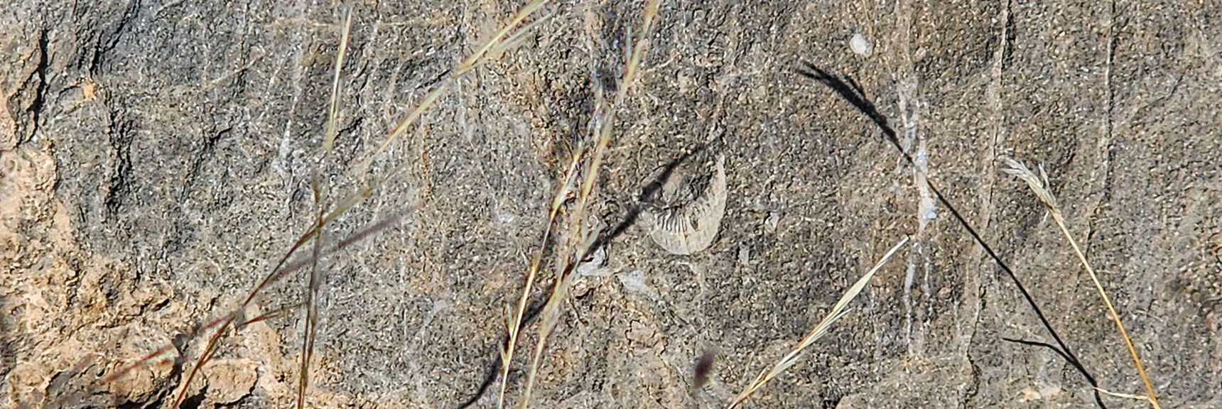 Watch for Ancient Fossils Embedded in Limestone Boulders on the Ridge | Gray Cap Ridge Southeast Summit | La Madre Mountains Wilderness, Nevada