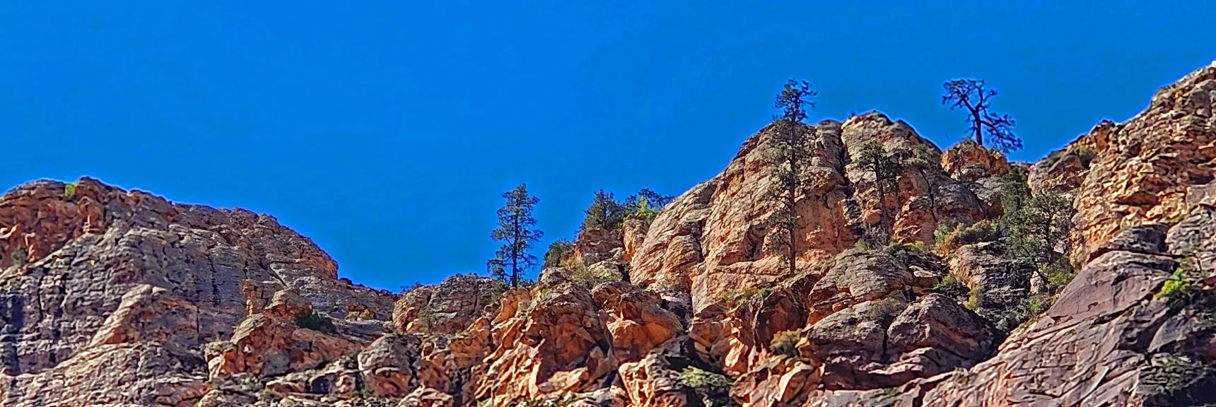 Ponderosa Grove on Cliffs Near Upper Crest Ridgeline | Rainbow Mt via Pine Creek & Oak Creek Canyons, Nevada