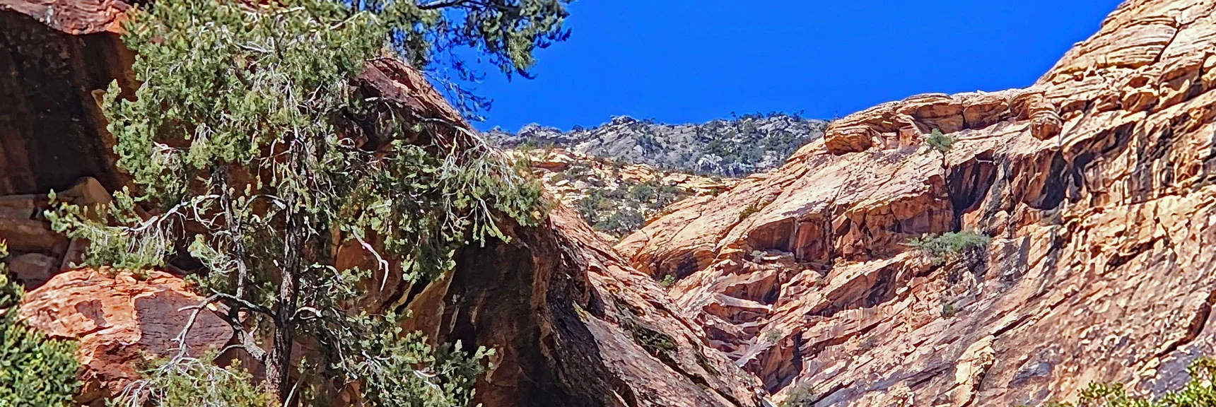 Terrain Beginning to Open in Mid Pine Creek Canyon | Rainbow Mt via Pine Creek & Oak Creek Canyons, Nevada