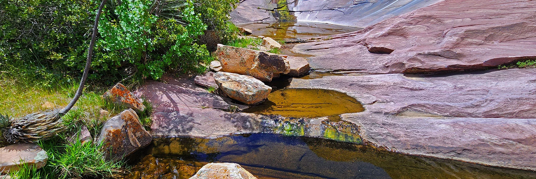 Ponds are Populated with Tiny but LOUD Territorial Frogs | Rainbow Mt via Pine Creek & Oak Creek Canyons, Nevada