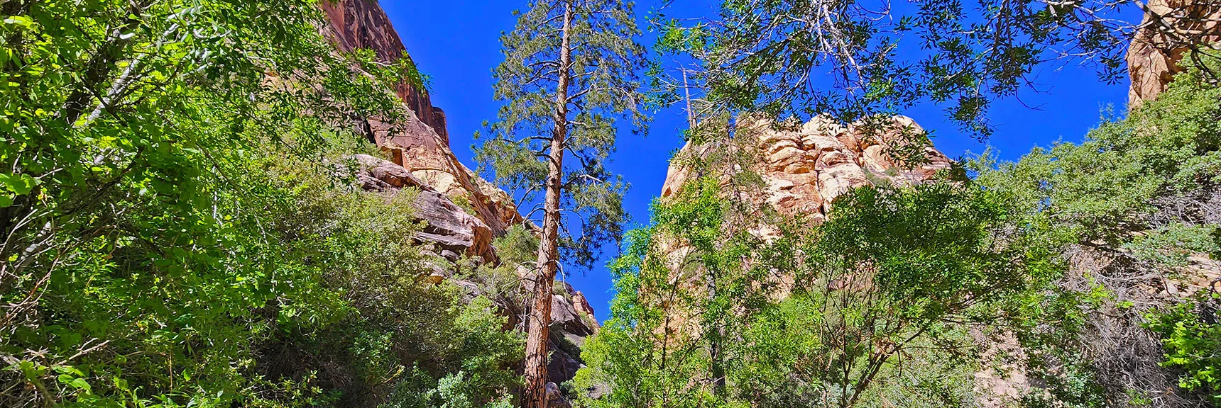 Pass Through Beautiful Ponderosa Pine Groves | Rainbow Mt via Pine Creek & Oak Creek Canyons, Nevada