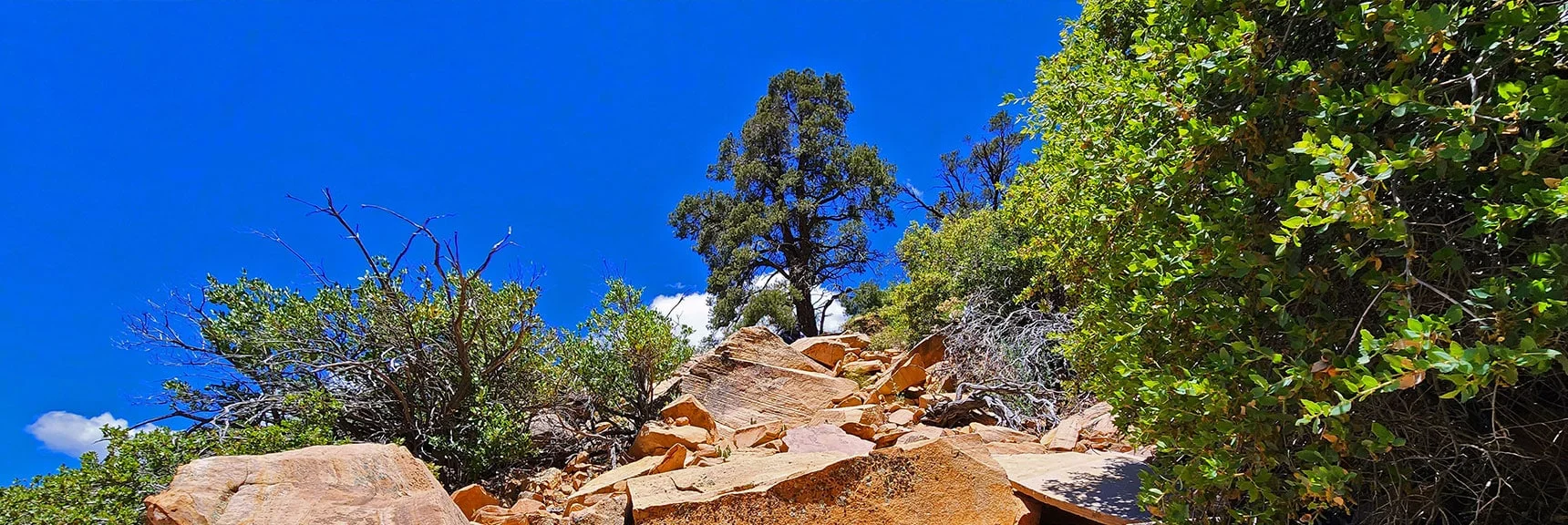 Artistically Placed Bonsai-Like Pines Dot the Sandstone Landscape | Rainbow Mt via Pine Creek & Oak Creek Canyons, Nevada