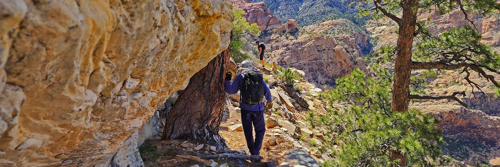 Navigating a Beautiful Ledge Shaded by Ponderosa Pines. Huge Drop to Right. | Rainbow Mt via Pine Creek & Oak Creek Canyons, Nevada