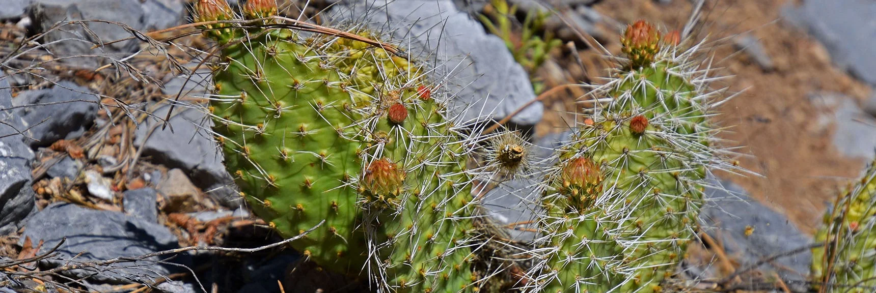Prickly Pear Cactus | Bonanza Peak from Cold Creek | Mt. Charleston Wilderness | Spring Mountains, Nevada