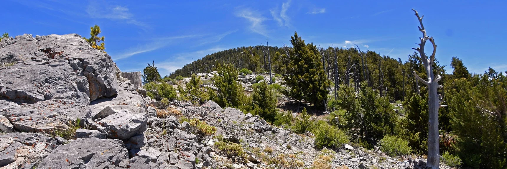 Follow This Final Upper Ridgeline to the Summit Ahead. | Bonanza Peak from Cold Creek | Mt. Charleston Wilderness | Spring Mountains, Nevada