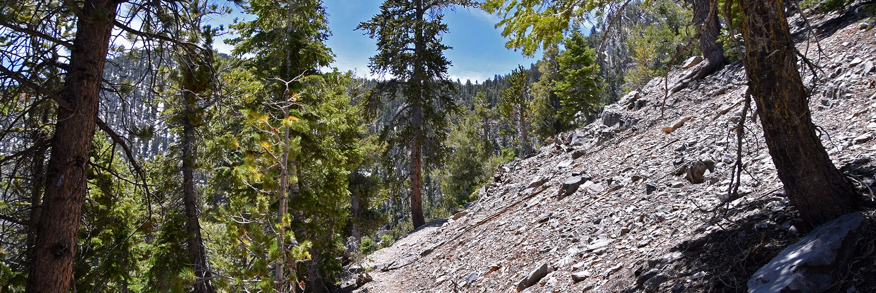 Ascending into Limestone Area Near Upper Ridgeline. Bonanza Peak Through Trees | Bonanza Peak from Cold Creek | Mt. Charleston Wilderness | Spring Mountains, Nevada