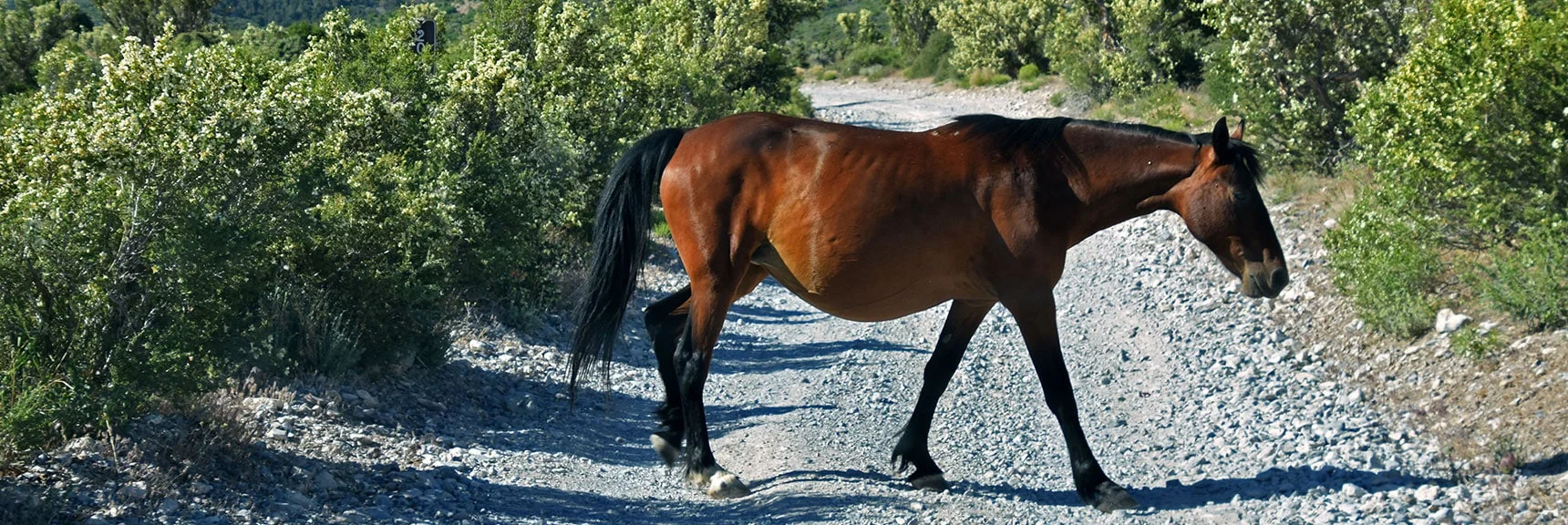 Wild Horse Crosses Road Below Bonanza North Trailhead | Bonanza Peak from Cold Creek | Mt. Charleston Wilderness | Spring Mountains, Nevada