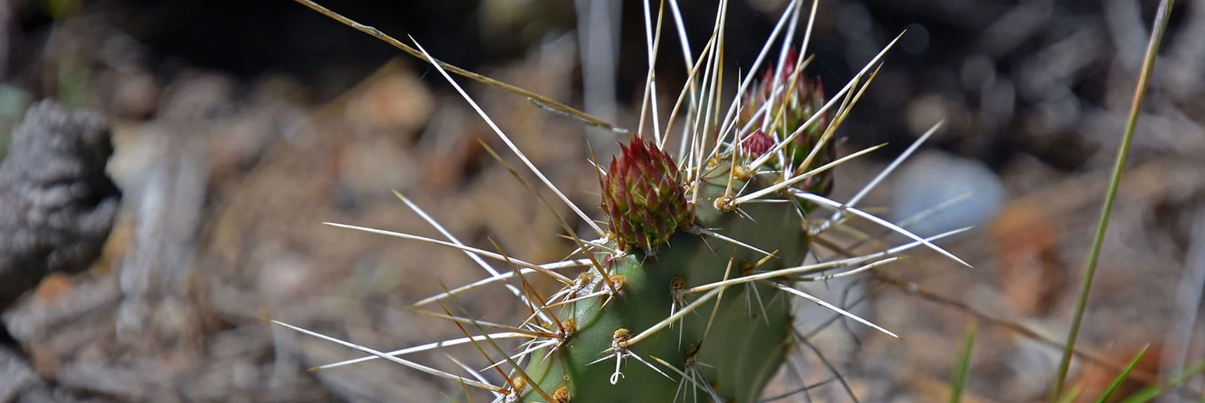 Prickly Pear Cactus | Bonanza Peak from Cold Creek | Mt. Charleston Wilderness | Spring Mountains, Nevada