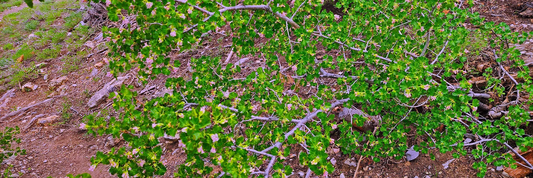 Red Current Shrub | Bonanza Peak from Cold Creek | Mt. Charleston Wilderness | Spring Mountains, Nevada